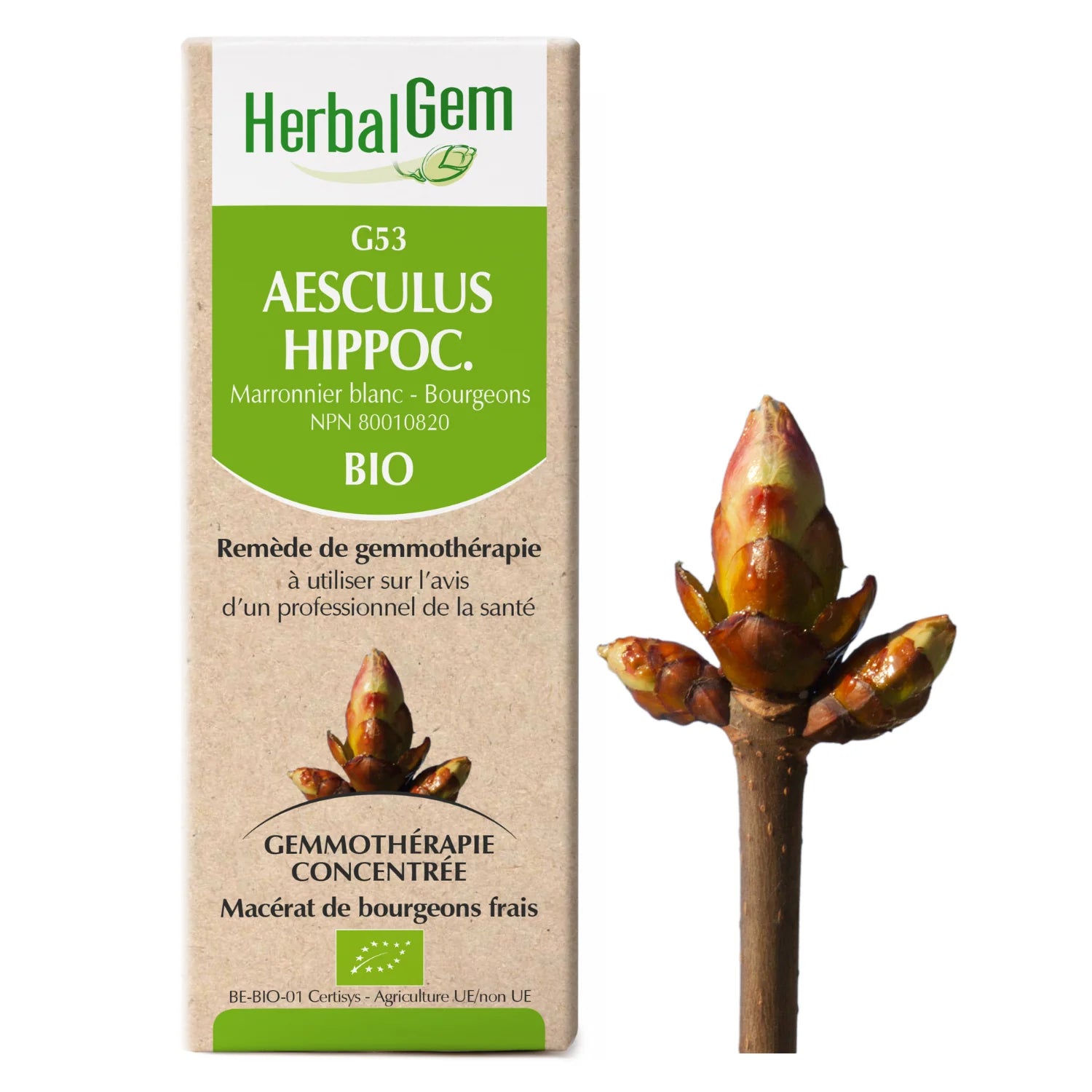 Aesculus Hippocastanum - G53 - Chestnut