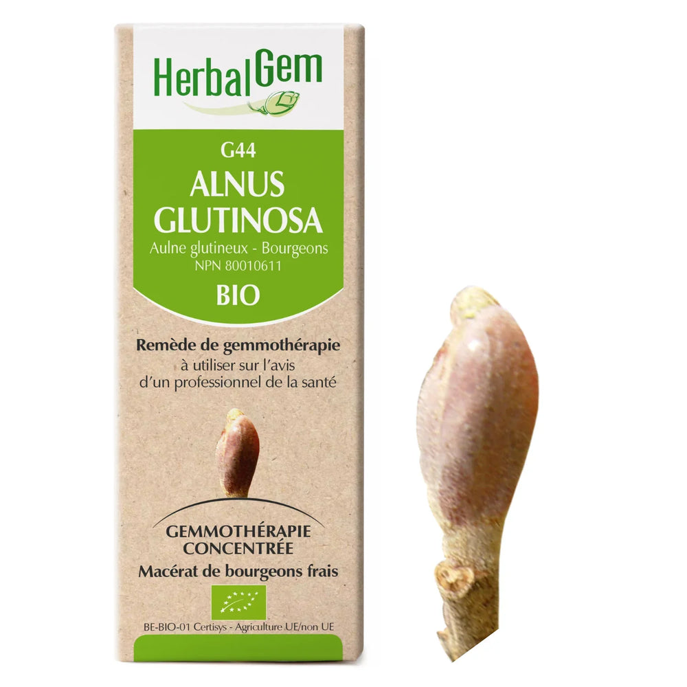 G44 - Alnus glutinosa - Aulne glutineux Image