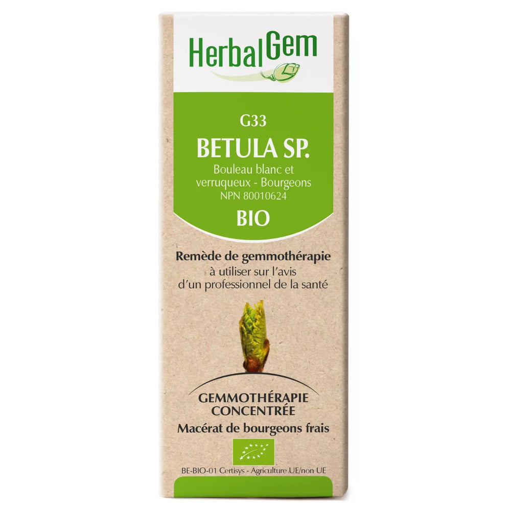 Betula sp. (alba & verrucosa) G33 Image