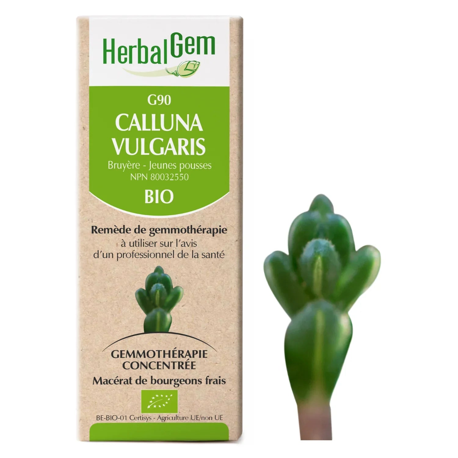 Calluna vulgaris - G90 - calluna