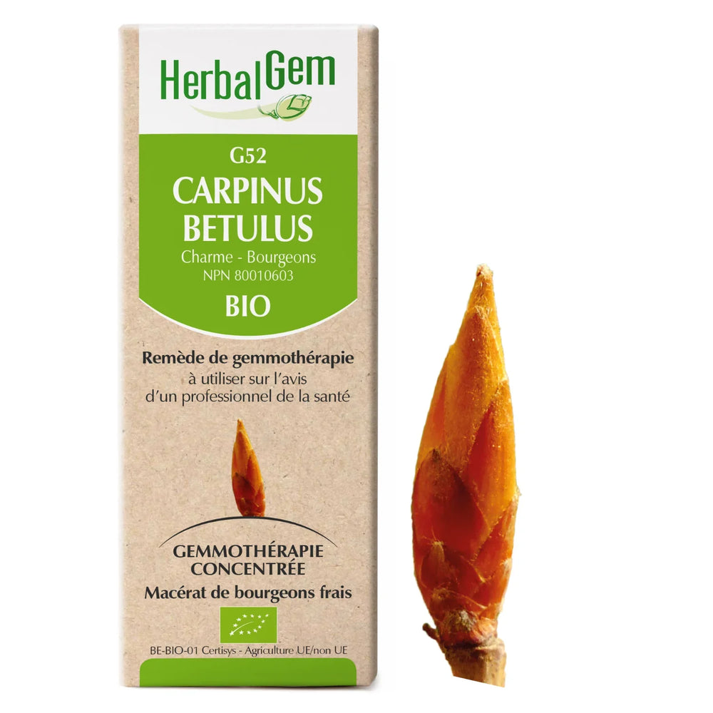 G52 - Carpinus Betulus - charme Image
