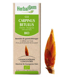 Carpinus Betulus - G52 - charme image 1