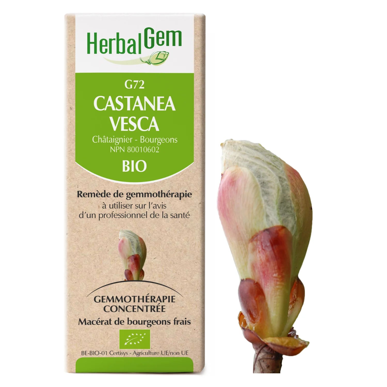 Castanea vesca - G72 - Chestnut