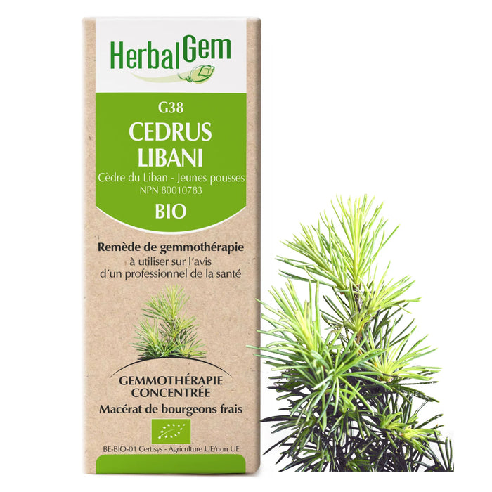 Cedrus Libani - Cèdre du Liban - G38