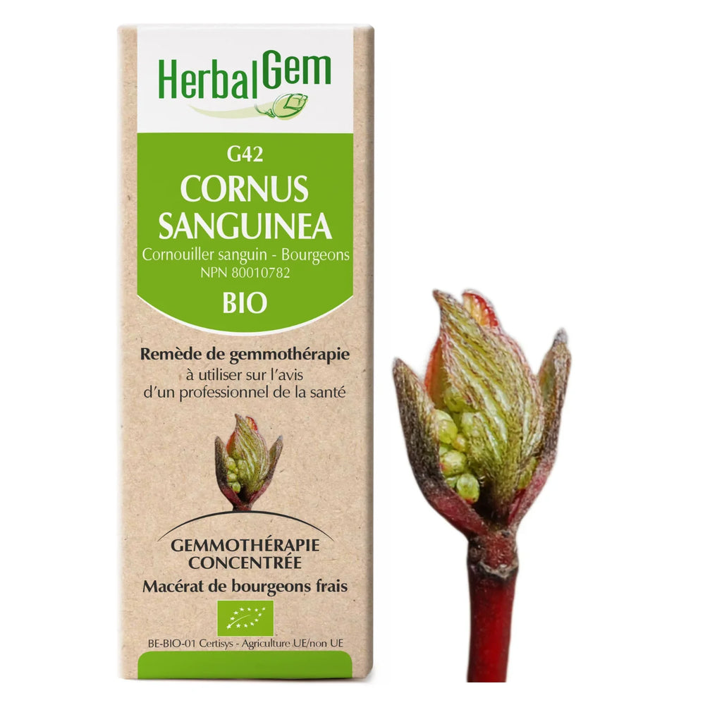 G42 - Cornus sanguinea - Cornouiller sanguin Image