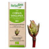 Cornus sanguinea - G42 - Cornouiller sanguin image 1