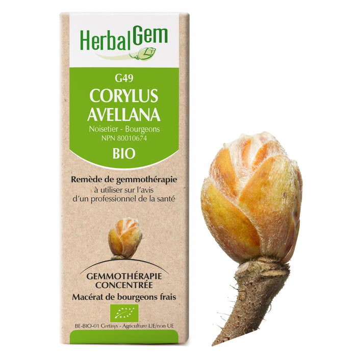 Corylus avellana - G49 - hazel