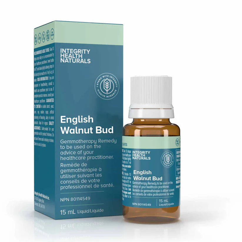 English Walnut Bud - Juglans Regia Image