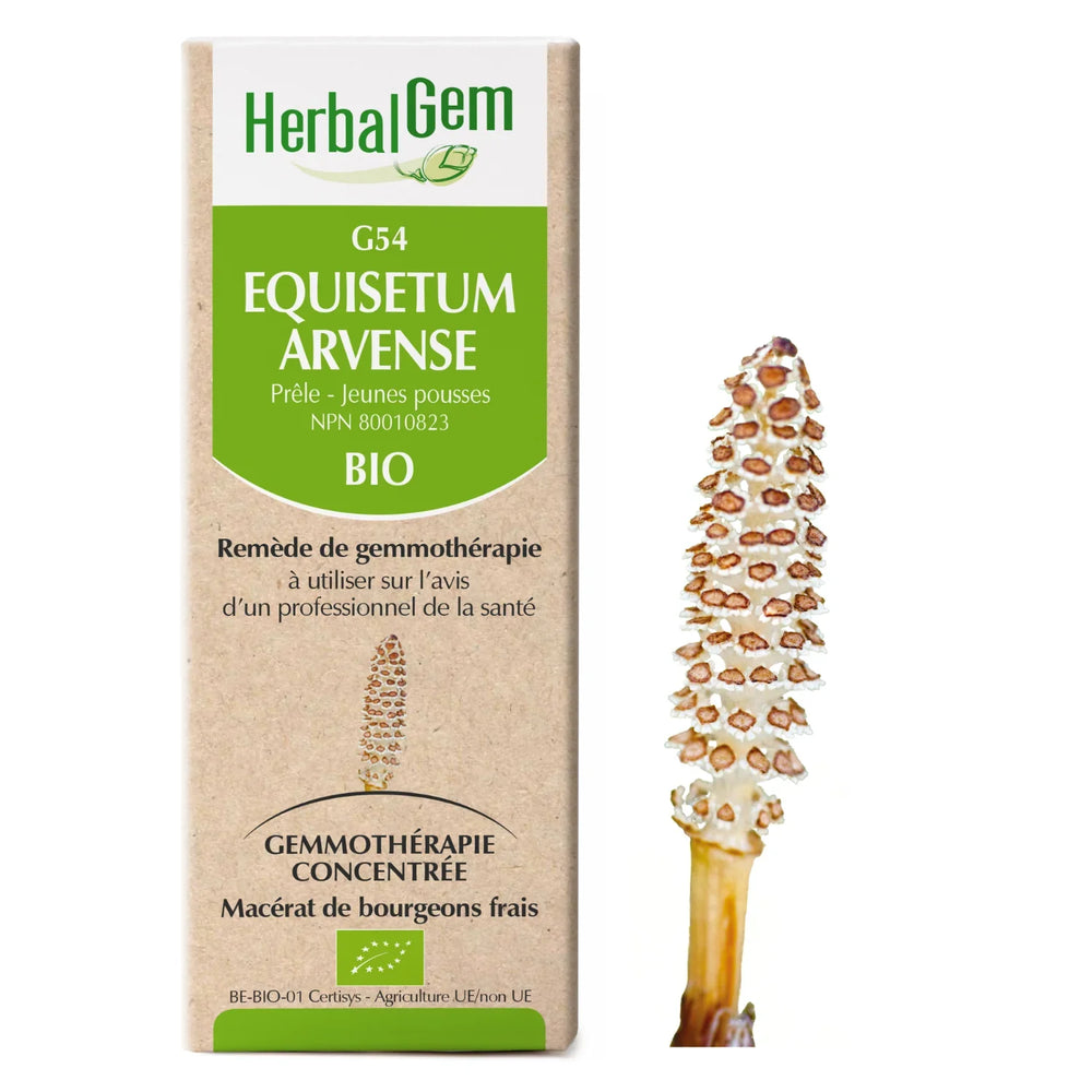 G54 - Equisetum arvense - Prêle Image