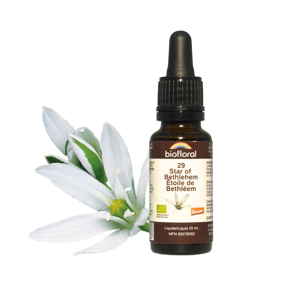 Etoile de Bethléem Image