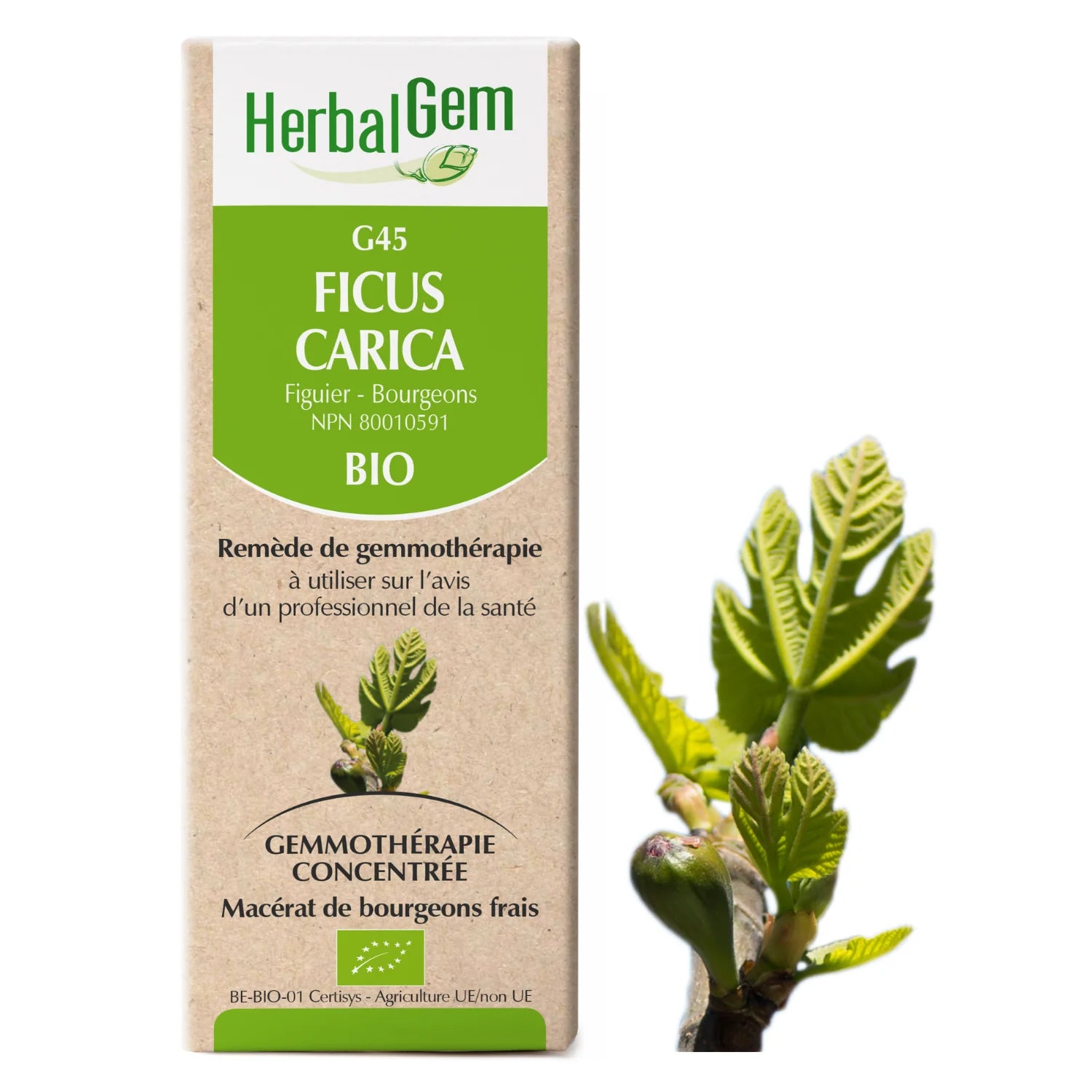 Ficus carica - G45 - Figuier