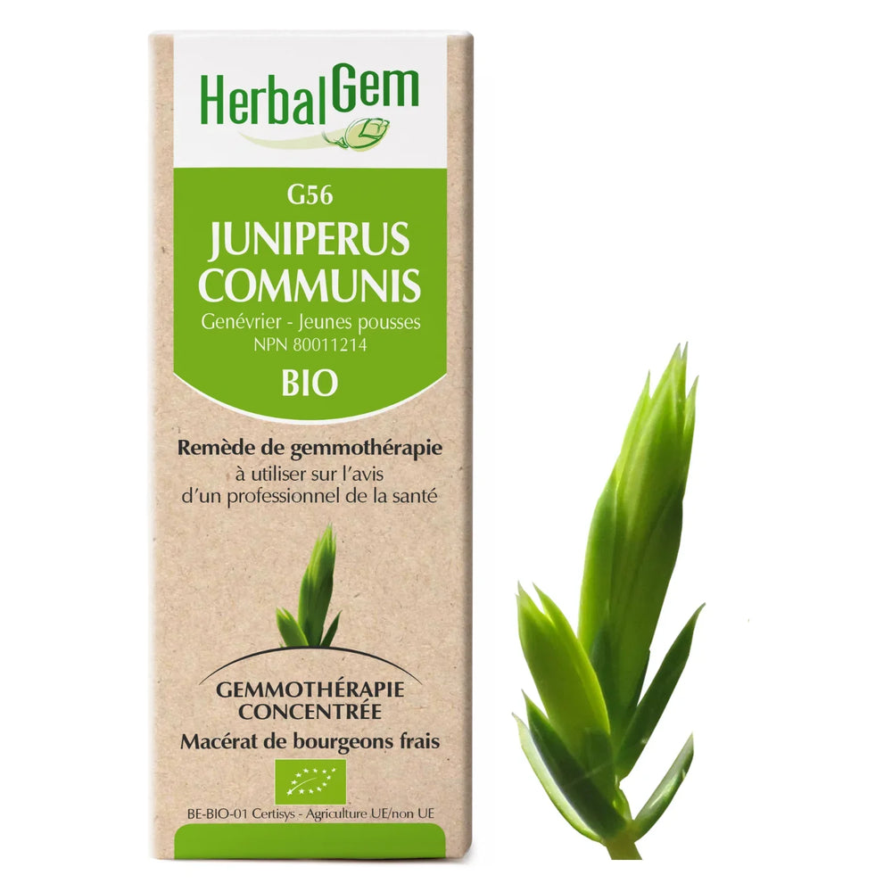 G56 - Juniperus Communis - Genévrier Image