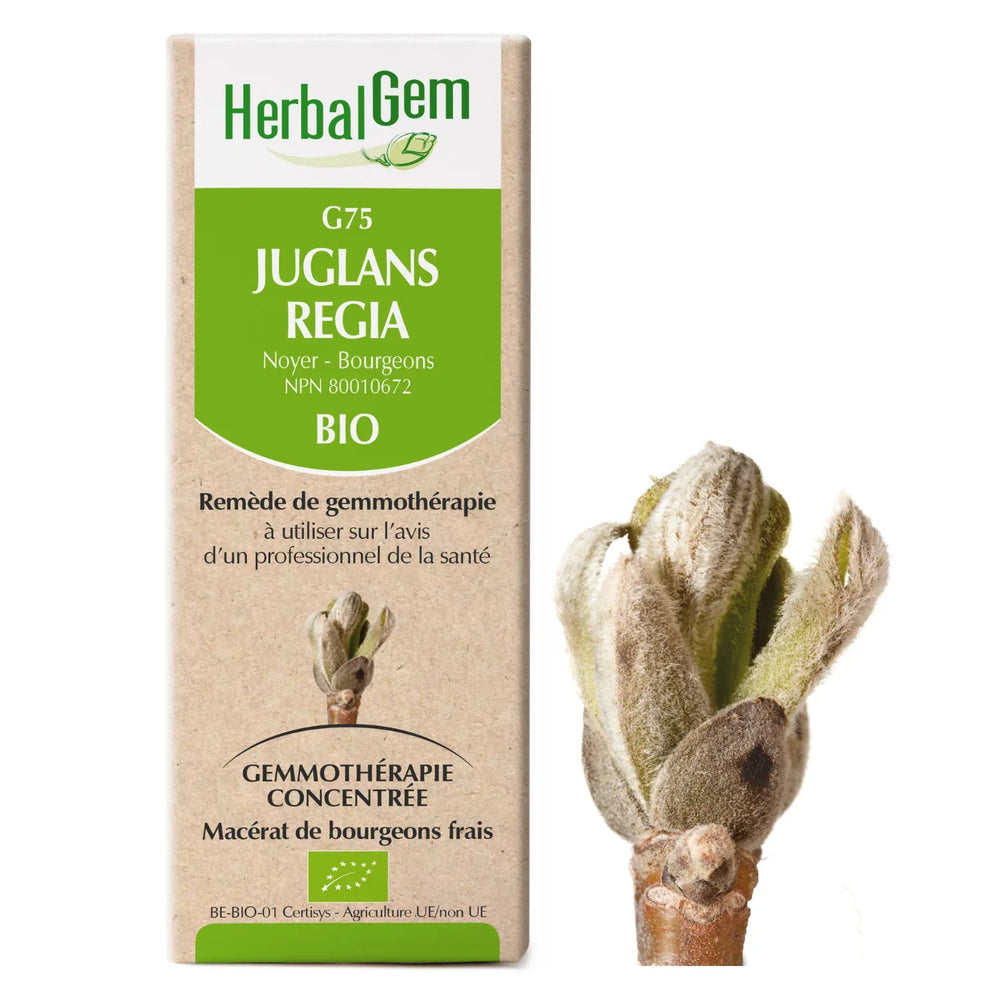 G75 - Juglans Regia - noyer Image