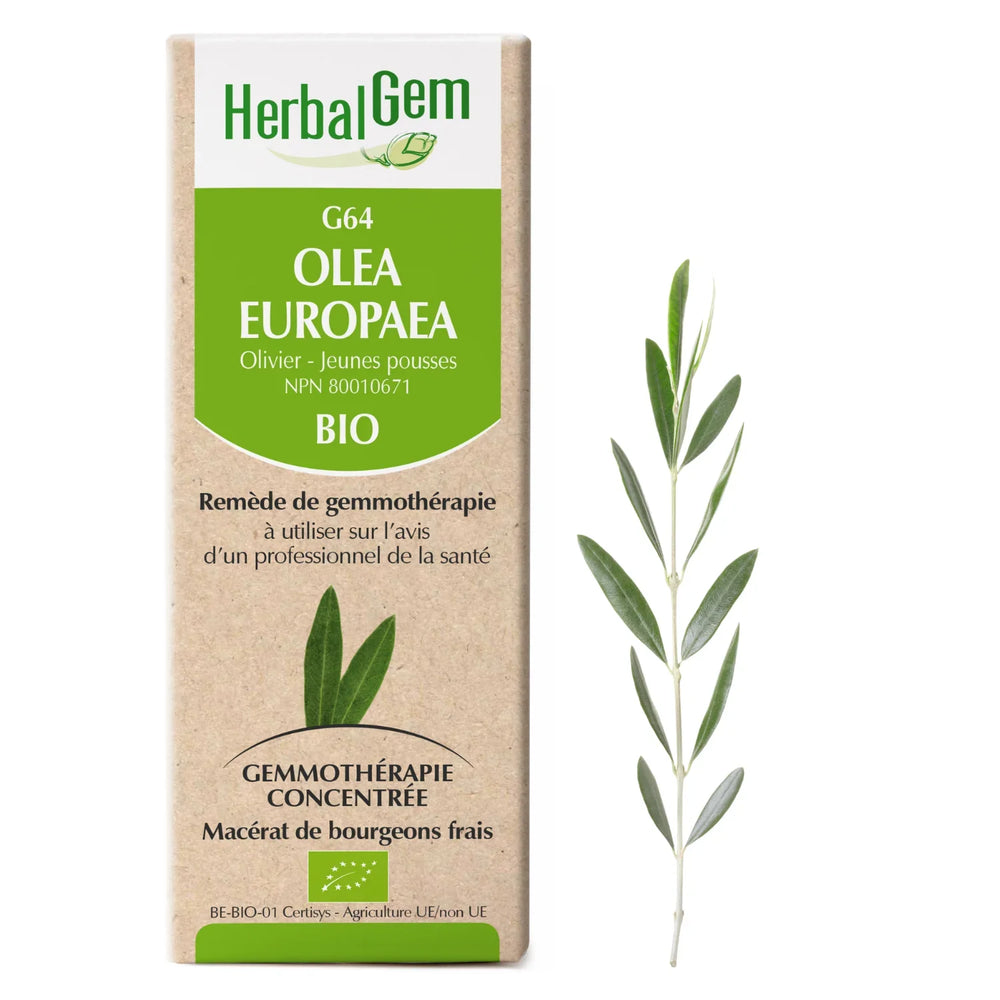 G64 - Olea europaea - Olivier Image