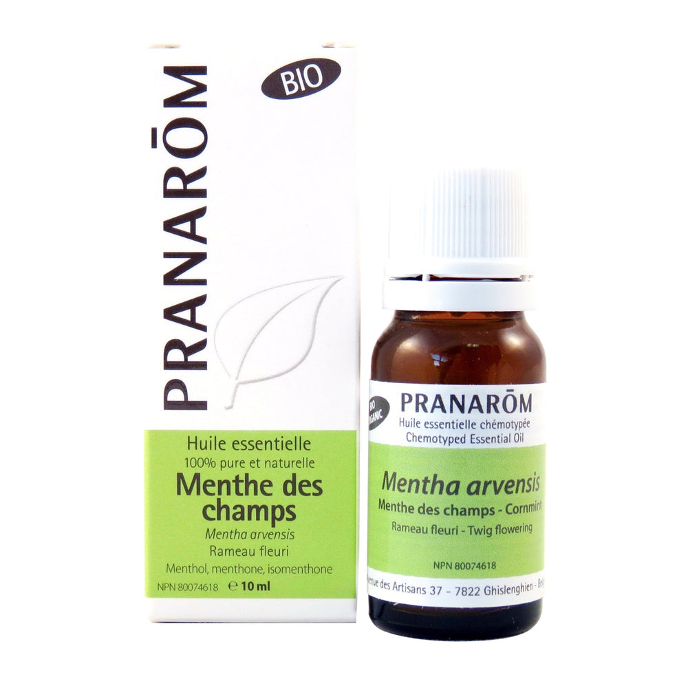 Menthe des champs Image