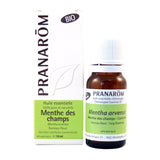 Menthe des champs image 1