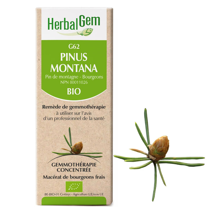 Pinus Montana - G62 - pin