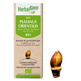 Platanus orientalis - G65 - Plane tree image 1