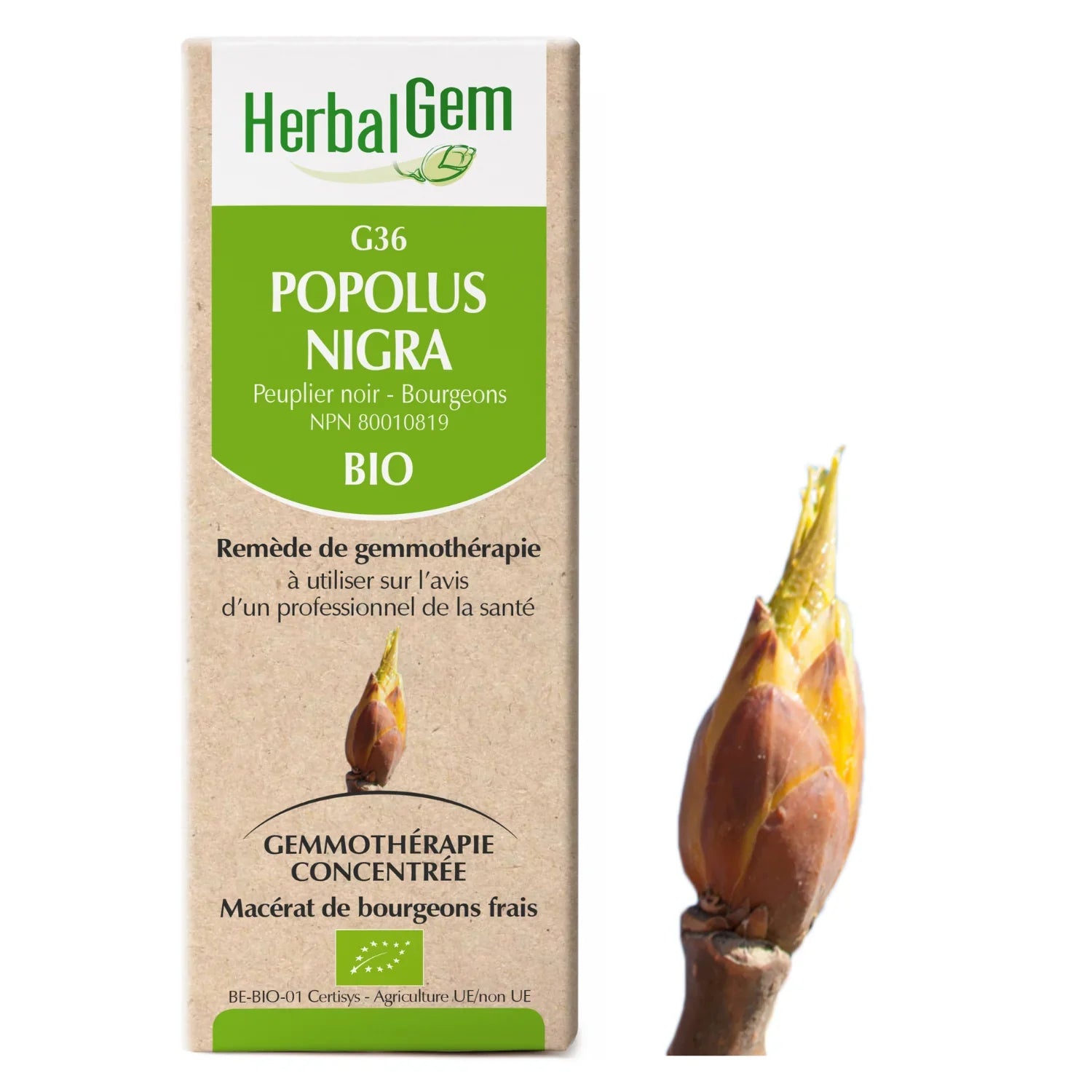 Populus nigras - G36 - poplar