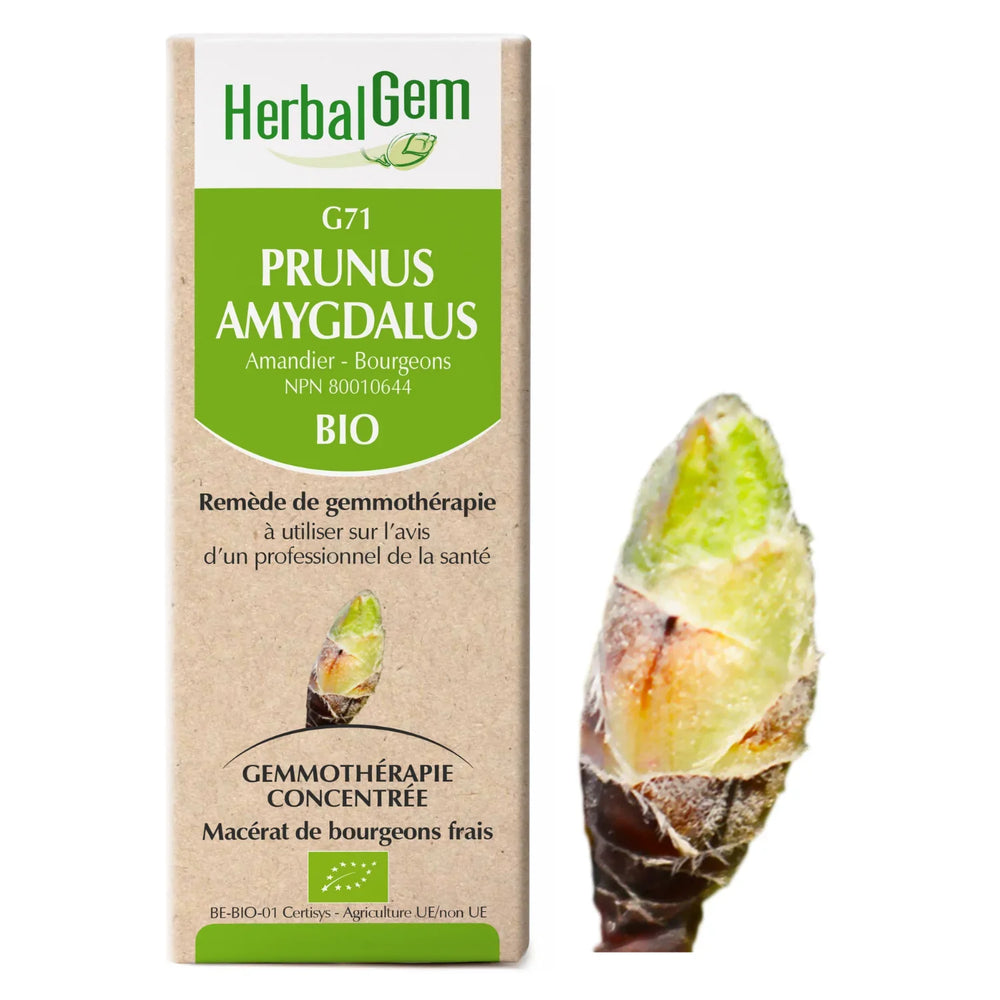 G71 - Prunus amygdalus - Amandier Image