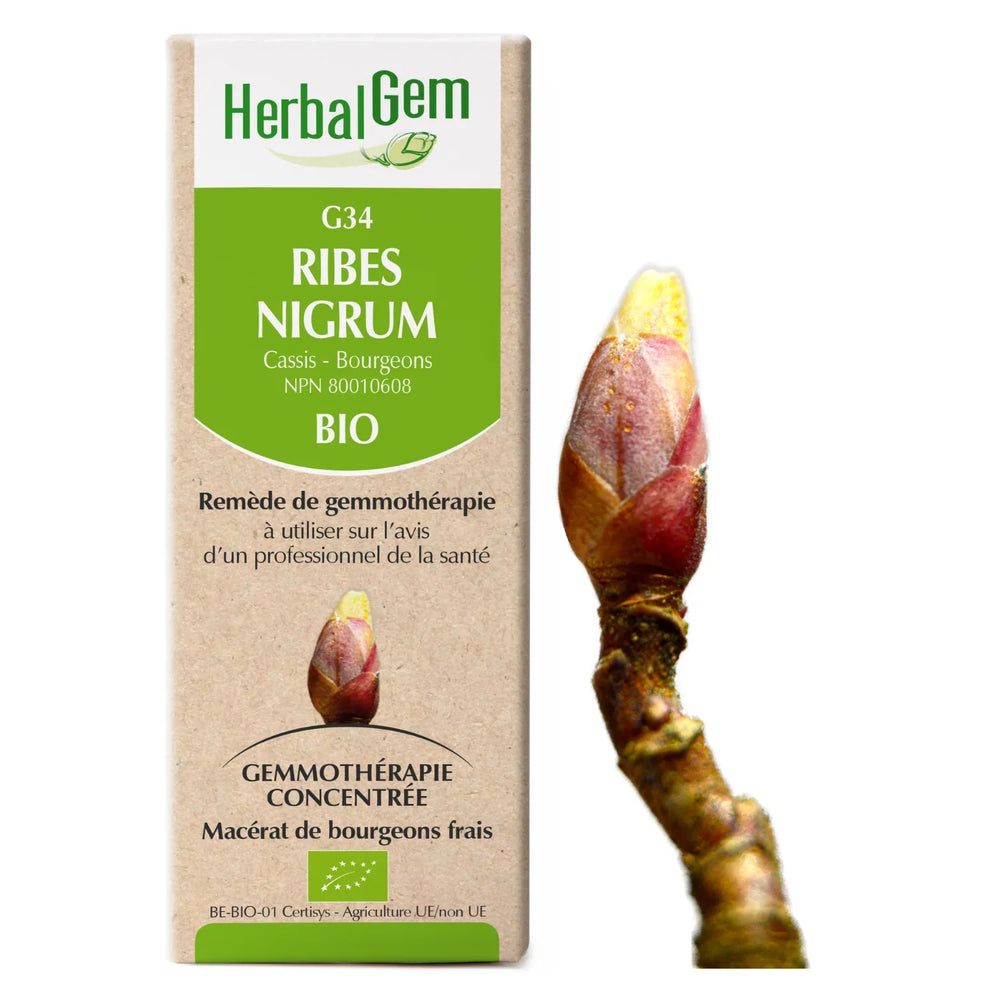 Ribes Nigrum G34 Image