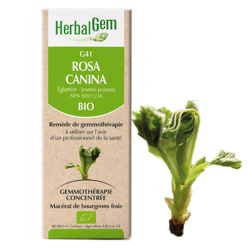 G41 - Rosa canina - Rosier sauvage Image