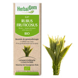 G37 - Rubus fruticosus - Ronce image 1