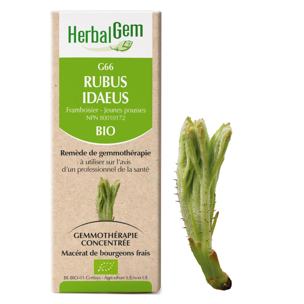 Rubus idaeus - G66 - Framboisier Image