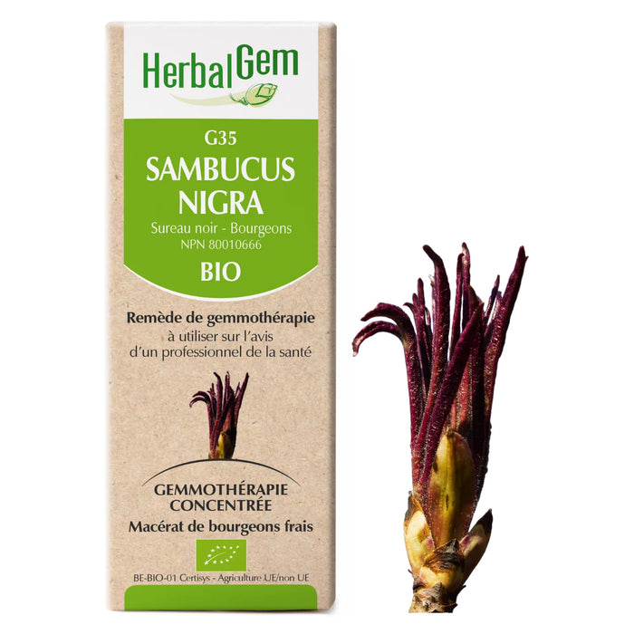 Sambucus nigra - G35 - Sureau Noir