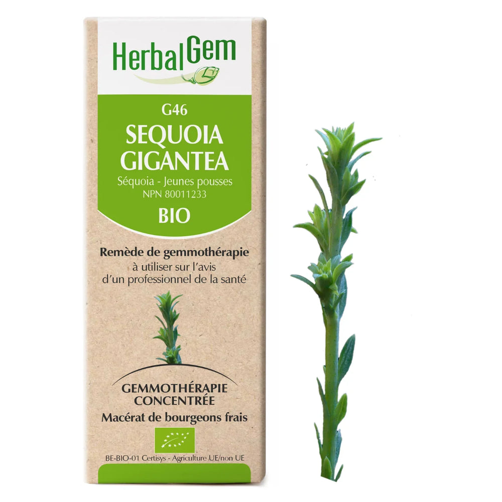 G46 - Sequoia gigantea - séquoia Image