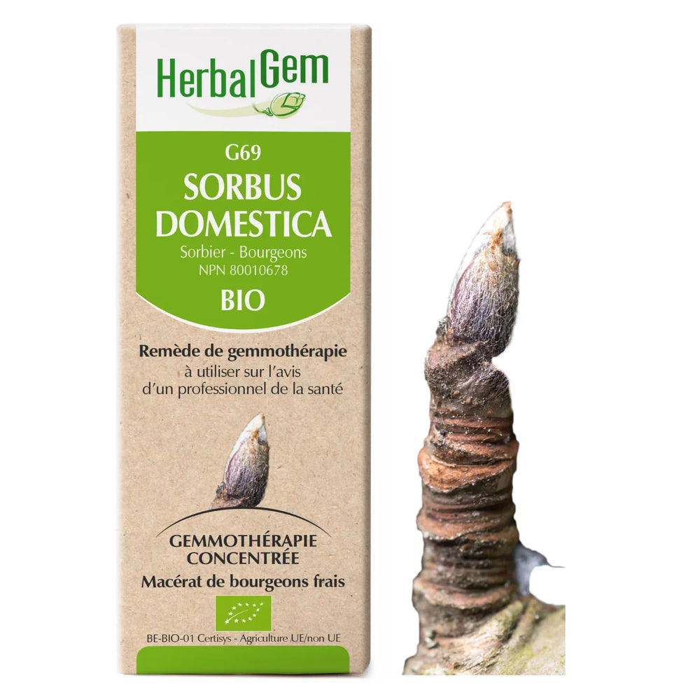 G69 - Sorbus domestica - Sorbier Image