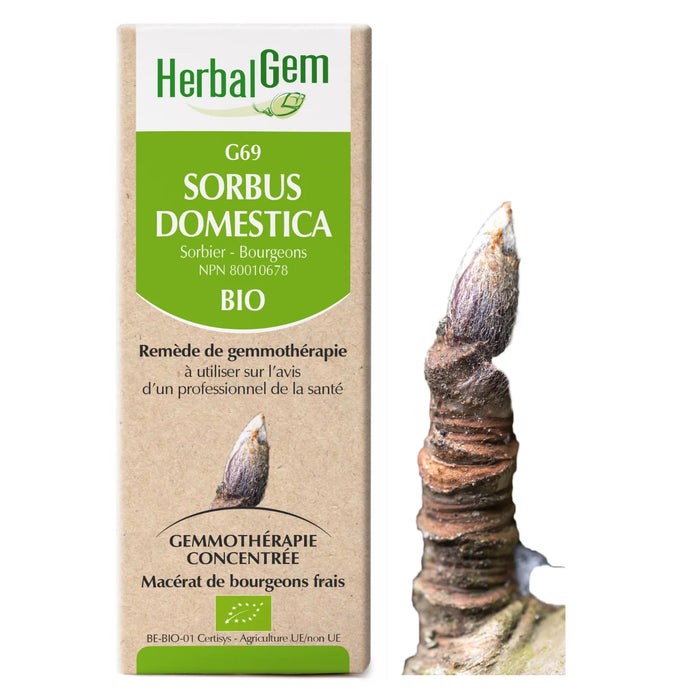 Sorbus domestica - G69 - Sorbier