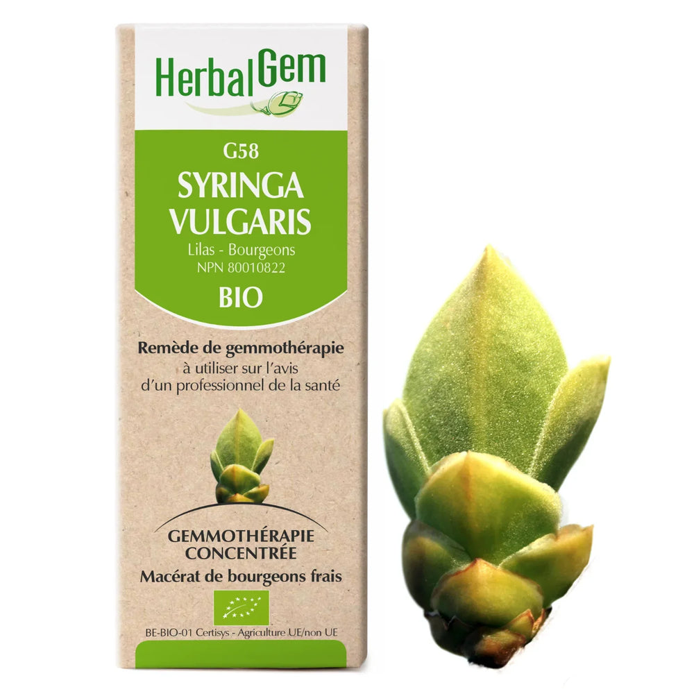 G58 - Syringa vulgaris - Lilas Image