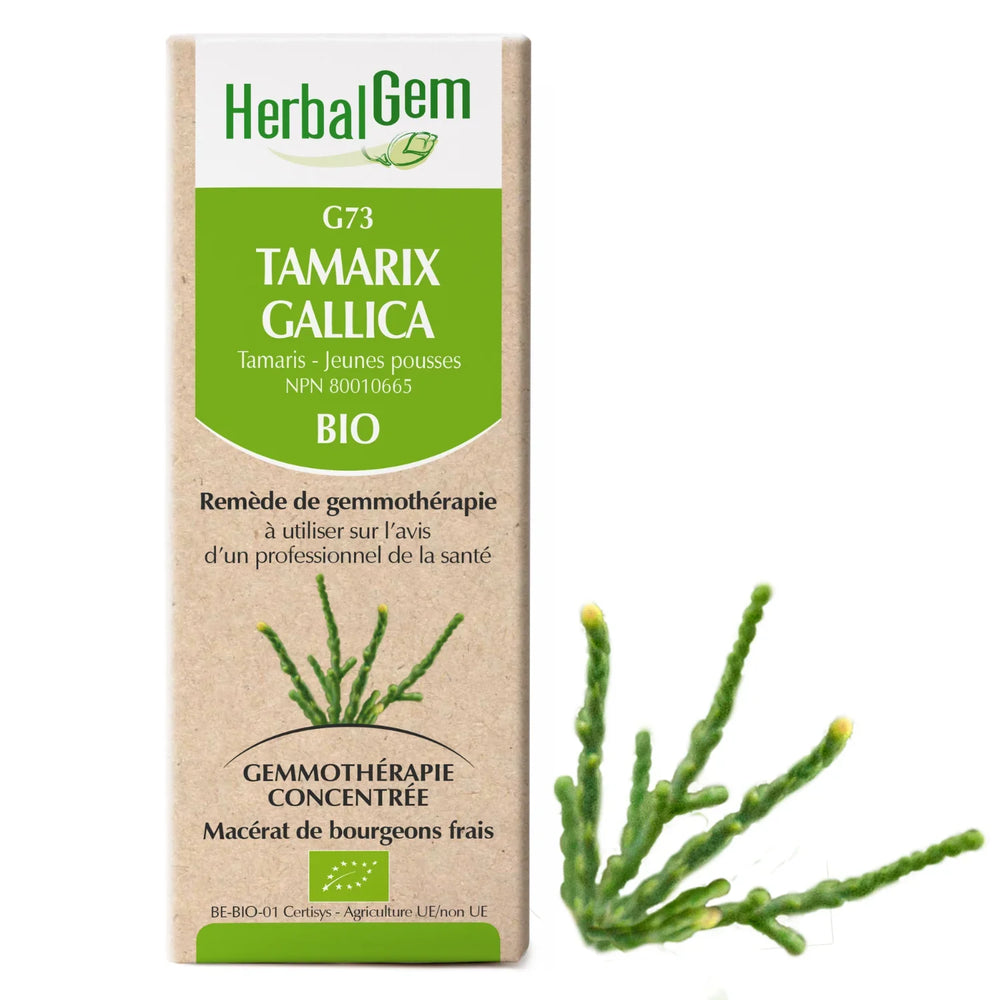 G73 - Tamarix gallica - Tamaris Image