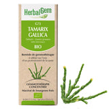 Tamarix gallica - G73 - Tamaris image 1