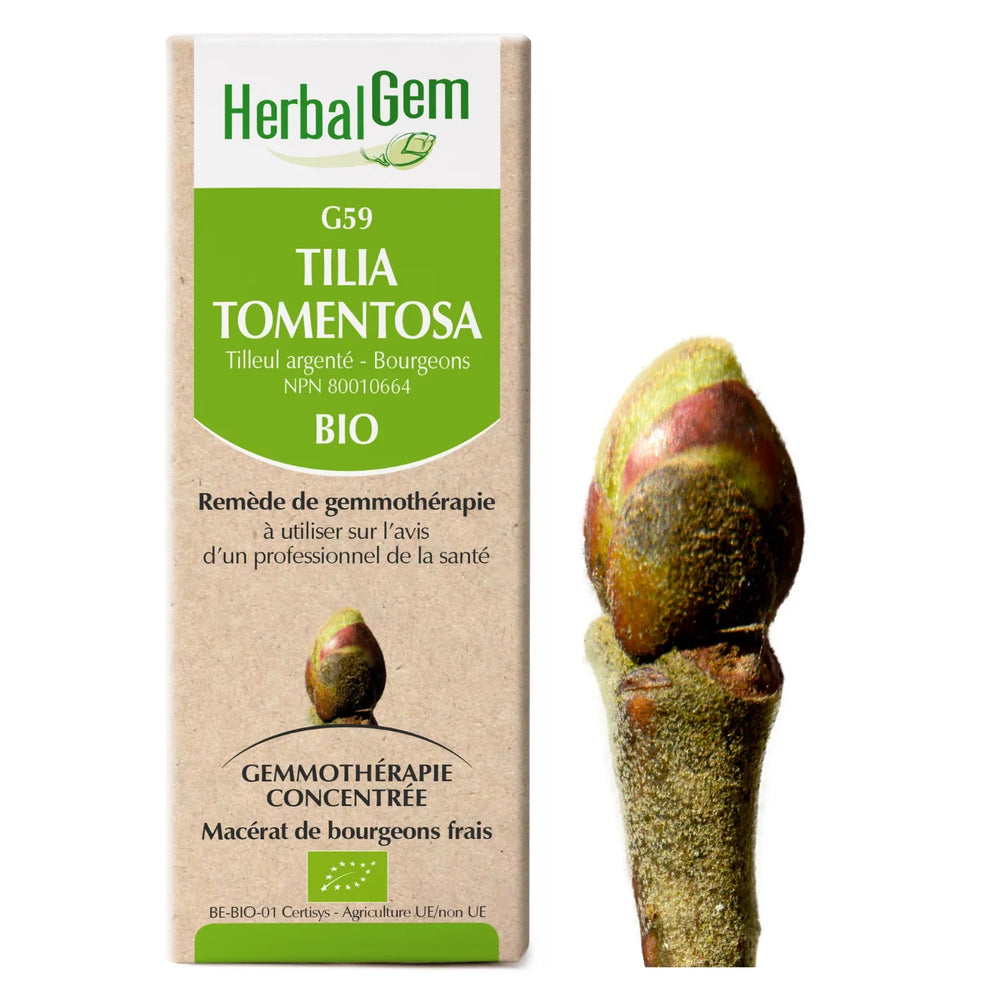 G59 - Tilia tomentosa - Tilleul Image