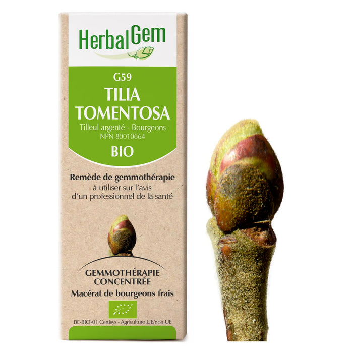 Tilia tomentosa - G59 - Tilleul