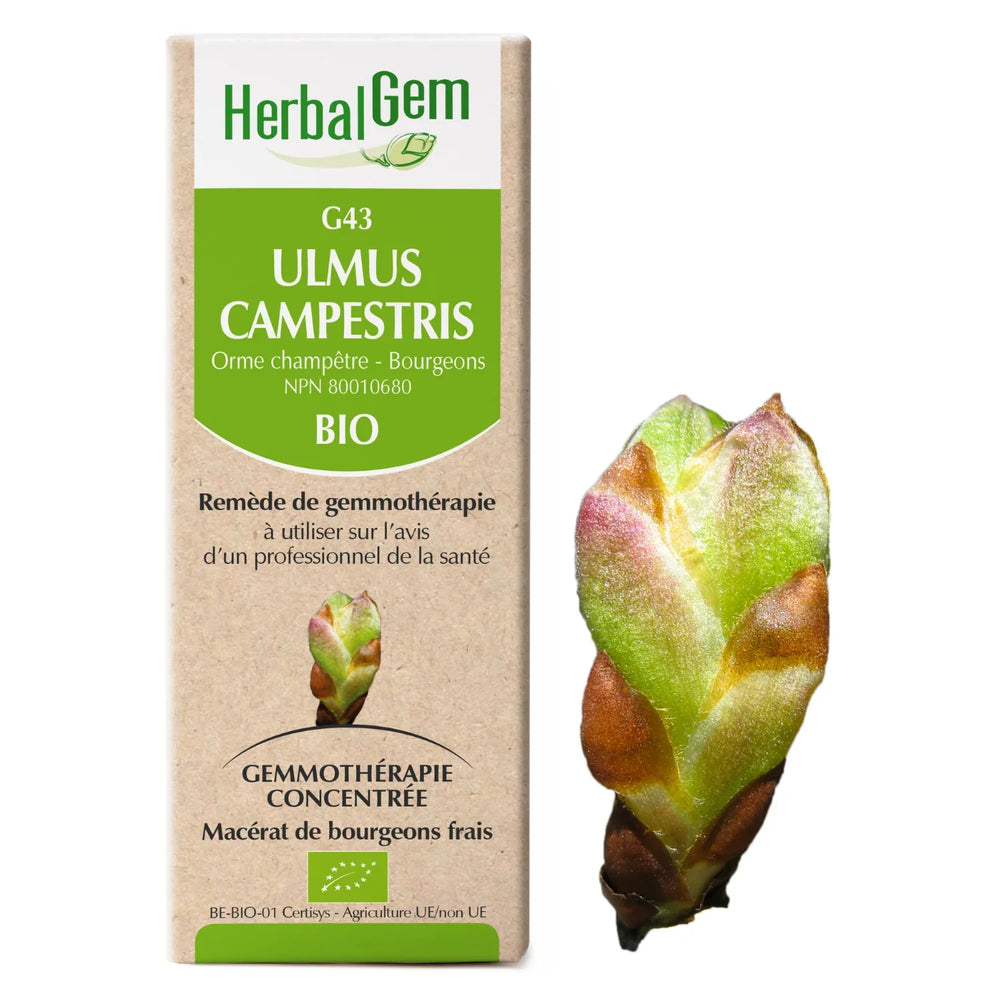 G43 - Ulmus Campestris - Orme Image