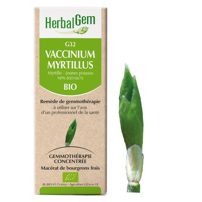 Vaccinum myrtillus - G32 - myrtillier
