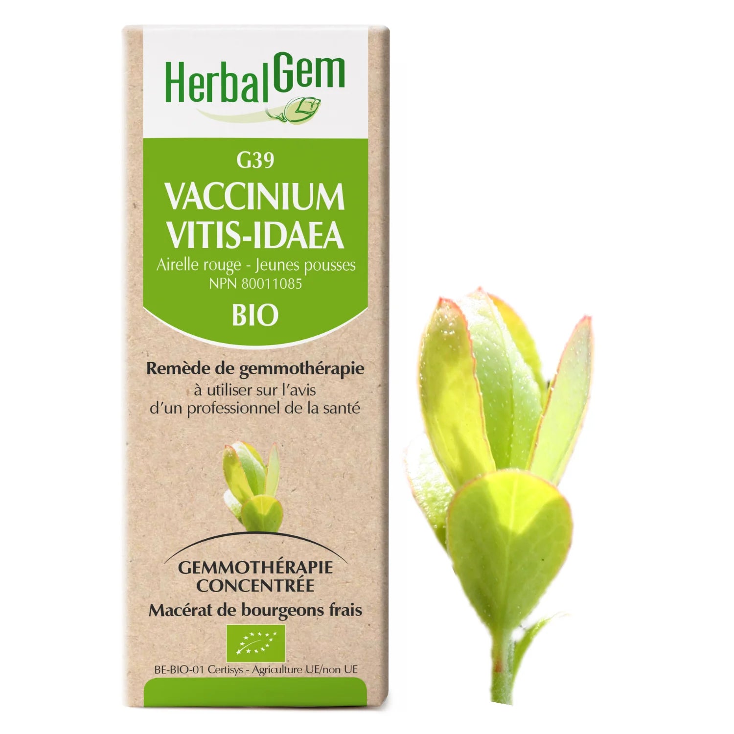 Vaccinium vitis-idaea - G39 - Airelle Rouge