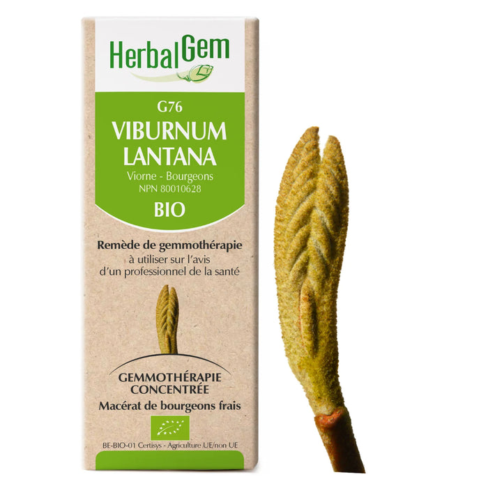 Viburnum lantana - G76 - Viburnum