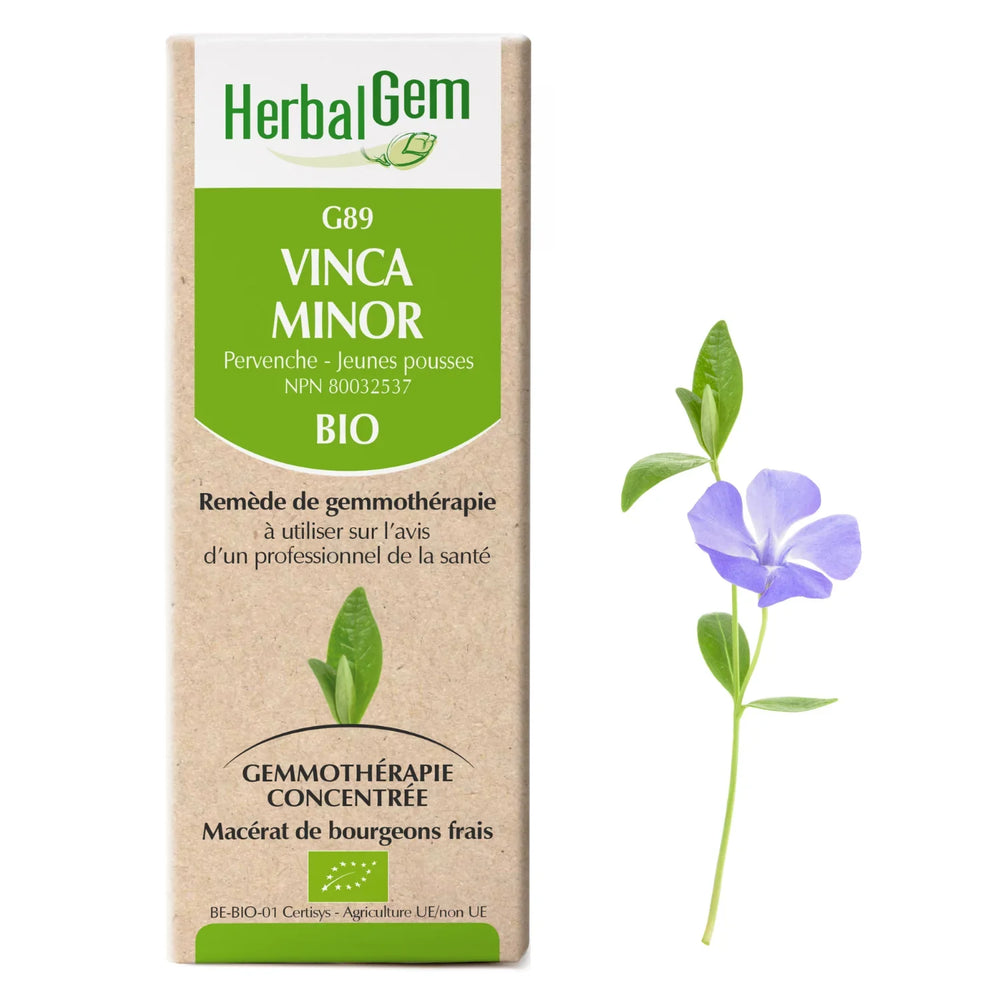 G89 - Vinca minor - pervenche mineure Image