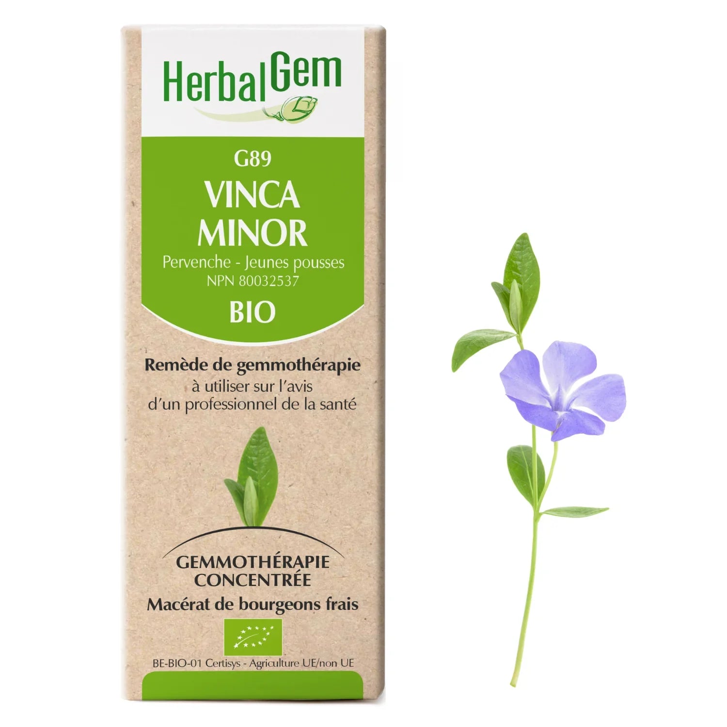 Vinca minor - G89 - minor periwinkle