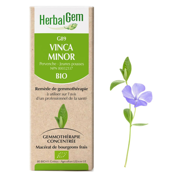 Vinca minor - G89 - minor periwinkle