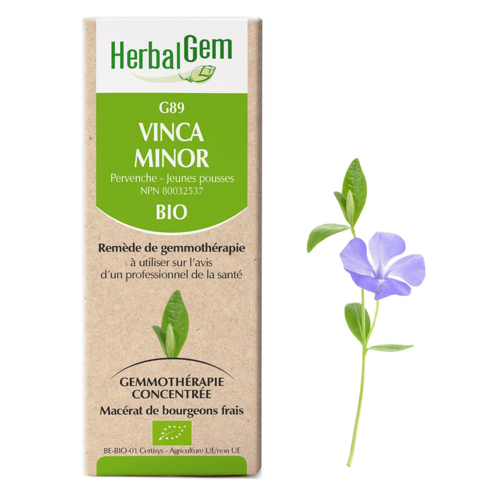 Vinca minor - G89 - pervenche mineure