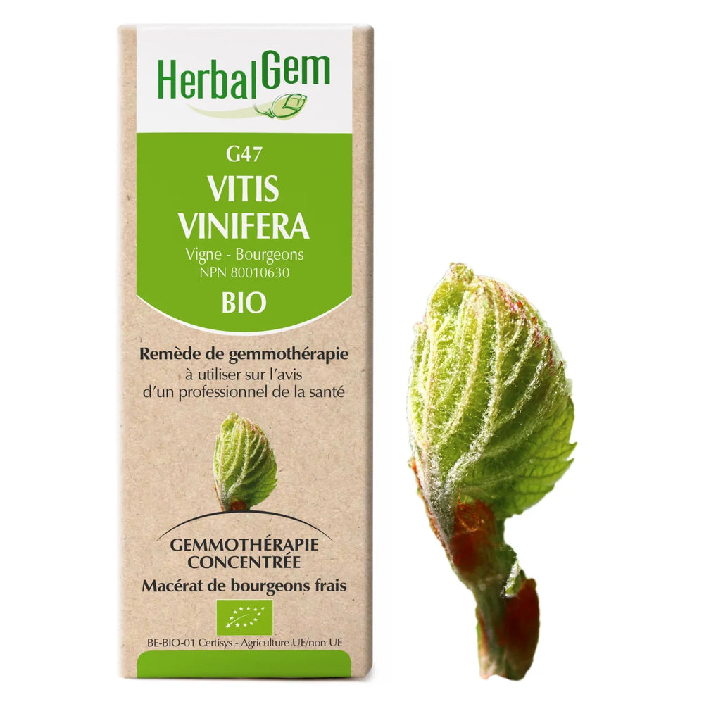 G47 - Vitis vinifera - vigne Image