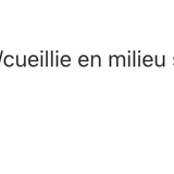 Absinthe chinoise (artemisia annua) image 2