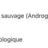 Andrographis image 2