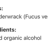 Fucus vésiculeux image 3