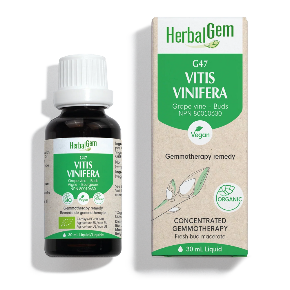 G47 - Vitis vinifera - vigne